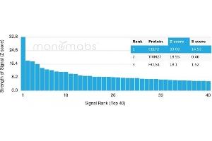 Analysis of Protein Array containing more than 19,000 full-length human proteins using CELF2 Mouse Monoclonal Antibody (PCRP-CELF2-1E4). (CELF2 抗体)