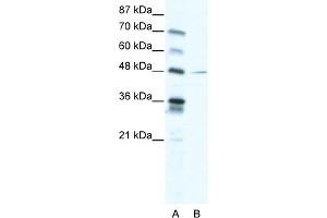 WB Suggested Anti-NFIC Antibody Titration:  2. (NFIC 抗体  (C-Term))