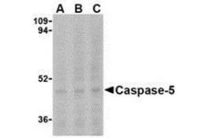Western blot analysis of Caspase-5 in Ramos cells with AP30199PU-N Caspase-5 antibody at (A) 0. (CASP5 抗体  (N-Term))