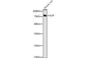 Western blot analysis of extracts of Mouse liver, using IL6R antibody (ABIN3015521, ABIN3015522, ABIN3015523, ABIN1680455 and ABIN6218635) at 1:1000 dilution. (IL-6 Receptor 抗体  (AA 20-320))