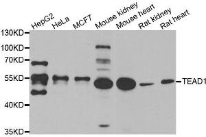 Western blot analysis of extracts of various cell lines, using TEAD1 antibody.