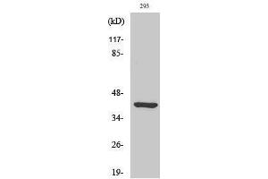Western Blotting (WB) image for anti-Ethanolamine Kinase 2 (ETNK2) (Internal Region) antibody (ABIN3175032) (Ethanolamine Kinase 2 抗体  (Internal Region))