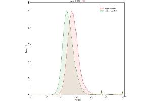 Detection of Hsp60 in HepG2 human hepatocellular carcinoma cell line using Polyclonal Antibody to Heat Shock Protein 60 (Hsp60) (HSPD1 抗体  (AA 172-343))
