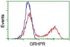 HEK293T cells transfected with either RC200963 overexpress plasmid (Red) or empty vector control plasmid (Blue) were immunostained by anti-GRHPR antibody (ABIN2453971), and then analyzed by flow cytometry. (GRHPR 抗体)
