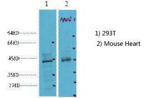 Western Blot (WB) analysis of 1) 293T, 2) Mouse Heart tissue, diluted at 1:2000. (CDX2 抗体)