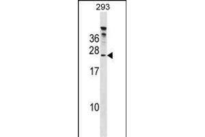 HTATSF1 Antibody (C-term) (ABIN1881442 and ABIN2850527) western blot analysis in 293 cell line lysates (35 μg/lane). (HTATSF1 抗体  (C-Term))