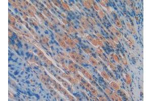 IHC-P analysis of Mouse Stomach Tissue, with DAB staining. (TLR4 抗体  (AA 26-269))