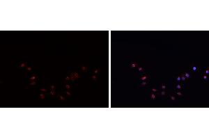 ABIN6269094 staining HepG2? (C-JUN 抗体  (N-Term))