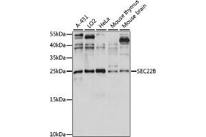 Western blot analysis of extracts of various cell lines, using SEC22B antibody (ABIN7270167) at 1:1000 dilution. (SEC22B 抗体  (AA 85-195))