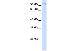 WB Suggested Anti-PCDHB13 Antibody Titration:  0. (PCDHB13 抗体  (Middle Region))