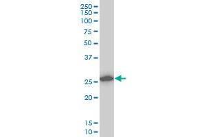 CAPNS1 monoclonal antibody (M01), clone 3C4 Western Blot analysis of CAPNS1 expression in A-431 .