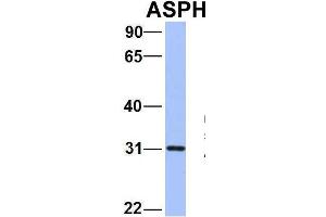 Host:  Rabbit  Target Name:  WT1  Sample Type:  721_B  Antibody Dilution:  1. (Aspartate beta Hydroxylase 抗体  (N-Term))