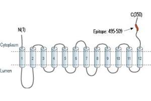 Representative domain view of the target of ABIN7043686.