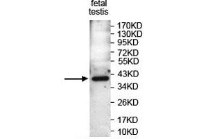 Western blot analysis of PAF Antibody using fetal testis Lysate at a dilution of 1/1000. (KIAA0101 抗体  (AA 8-101))