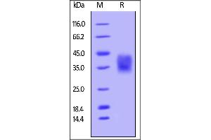Unconjugated Human CD47, His Tag & Avi Tag on SDS-PAGE under reducing (R) condition.
