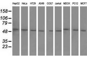 Western blot analysis of extracts (35 µg) from 9 different cell lines by using anti-BTN1A1 monoclonal antibody.