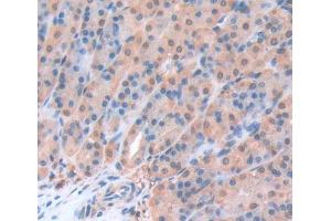 Used in DAB staining on fromalin fixed paraffin- embedded Kidney tissue (Geminin 抗体  (AA 8-206))