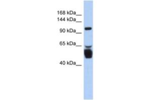 Western Blotting (WB) image for anti-Leucine Rich Repeat Containing 8 Family, Member B (LRRC8B) antibody (ABIN2463917) (LRRC8B 抗体)
