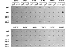 Dot-blot analysis of various methylation peptides using Monomethyl-Histone H3-R26 antibody (ABIN5969833). (Histone 3 抗体  (H3R26me))
