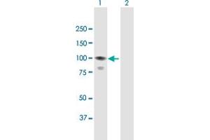 Western Blot analysis of CALCOCO1 expression in transfected 293T cell line by CALCOCO1 MaxPab polyclonal antibody. (CALCOCO1 抗体  (AA 1-691))