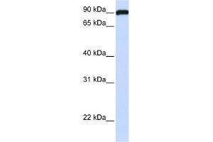 Western Blotting (WB) image for anti-Extended Synaptotagmin-Like Protein 3 (ESYT3) (N-Term) antibody (ABIN2784015)