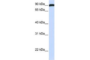 WB Suggested Anti-FAM62C Antibody Titration:  0. (ESYT3 抗体  (N-Term))