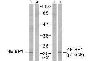 Western blot analysis of extracts from MDA-MB-435 cells, untreated or EGF-treated (200 ng/ml, 30min), using 4E-BP1 (Ab-36) antibody (E021215, Lane 1 and 2) and 4E-BP1 (phospho-Thr36) antibody (E011222, Lane 3 and 4). (eIF4EBP1 抗体  (pThr36))