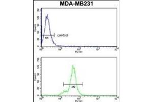 NCK1 Antibody (N-term) (ABIN652772 and ABIN2842508) flow cytometry analysis of MDA-M cells (bottom histogram) compared to a negative control cell (top histogram). (NCK1 抗体  (N-Term))