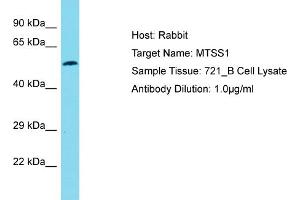 Host: Rabbit Target Name: MTSS1 Sample Type: 721_B Whole Cell lysates Antibody Dilution: 1. (MTSS1 抗体  (Middle Region))