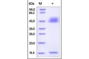 SDS-PAGE (SDS) image for neonatal Fc Receptor (FcRn) (AA 23-298) protein (His tag,Strep Tag) (ABIN2181083)