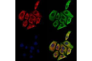 ABIN6264965 and ABIN6273160 staining Hela cells by IF/ICC. (SCG3 抗体  (Internal Region))