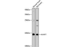 Western blot analysis of extracts of various cell lines, using  antibody (ABIN6129174, ABIN6136713, ABIN6136714 and ABIN6215423) at 1:3000 dilution. (AKAP7 抗体  (AA 1-81))