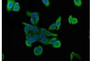 Immunofluorescence staining of HepG2 cells with ABIN7175710 at 1:100, counter-stained with DAPI. (MORG1 抗体  (AA 64-315))