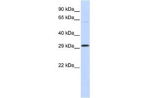 Western Blotting (WB) image for anti-Ovo-Like 2 (OVOL2) antibody (ABIN2458411) (OVOL2 抗体)