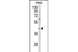 Western blot analysis of NCK1 Antibody (N-term) (ABIN652772 and ABIN2842508) in Hela cell line lysates (35 μg/lane). (NCK1 抗体  (N-Term))