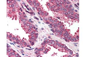 Anti-DAD1 antibody IHC of human prostate. (DAD1 抗体  (C-Term))