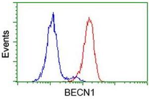 Image no. 7 for anti-Beclin 1, Autophagy Related (BECN1) antibody (ABIN1496868)