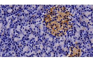 Detection of PRLR in Porcine Pancreas Tissue using Polyclonal Antibody to Prolactin Receptor (PRLR)