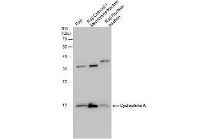 Western Blotting (WB) image for anti-Peptidylprolyl Isomerase A (Cyclophilin A) (PPIA) (C-Term) antibody (ABIN2855908)