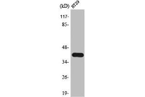 Western Blot analysis of HT29 cells using TSSK 4 Polyclonal Antibody (TSSK4 抗体  (Internal Region))