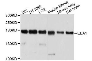 Western blot analysis of extracts of various cell lines, using EEA1 antibody. (EEA1 抗体  (AA 1182-1411))