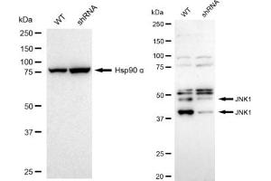 Western blotting analysis using JNK1 antibody (ABIN7799457).