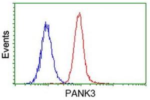 Image no. 1 for anti-Pantothenate Kinase 3 (PANK3) antibody (ABIN1500028) (PANK3 抗体)