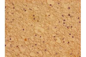 Immunohistochemistry of paraffin-embedded human brain tissue using  at dilution of 1:100