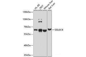 Western blot analysis of extracts of various cell lines using SIGLEC8 Polyclonal Antibody at dilution of 1:1000. (SIGLEC8 抗体)