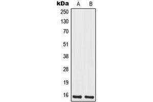 Western blot analysis of MRPS12 expression in Jurkat (A), HeLa (B) whole cell lysates. (MRPS12 抗体  (Center))