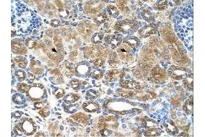 Image no. 1 for anti-UBX Domain Protein 4 (UBXN4) (AA 301-350) antibody (ABIN321312) (UBXD2 抗体  (AA 301-350))