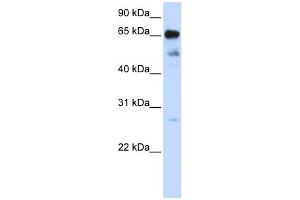 WB Suggested Anti-ZNF490 Antibody Titration:  0. (ZNF490 抗体  (N-Term))