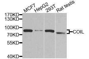 Western blot analysis of extracts of various cell lines, using COIL antibody. (Coilin 抗体  (AA 297-576))