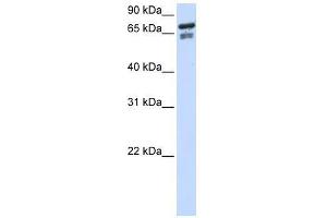 TCF25 antibody used at 0. (TCF25 抗体  (N-Term))